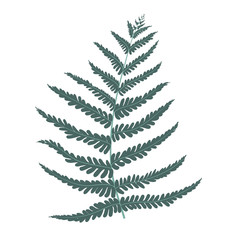 Vector illustration of a fern leaf isolated on white background. EPS10.