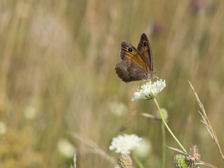 The meadow brown (Maniola jurtina) butterfly sitting on a  flower