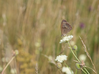 The meadow brown (Maniola jurtina) butterfly sitting on a  flower