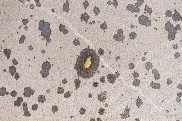 One yellow leaf with rain drops around