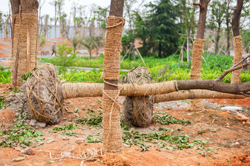 Tree trunks wrapped with rope