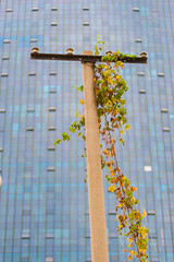 Old power line stamp with some plants