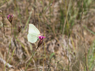 Gonepteryx rhamni (common brimstone) is a butterfly of the family Pieridae