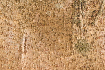 Close up abstract tree bark texture background