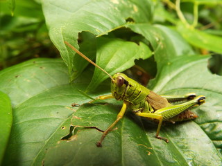 フキバッタ grasshopper