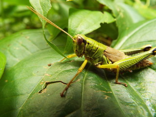 フキバッタ grasshopper