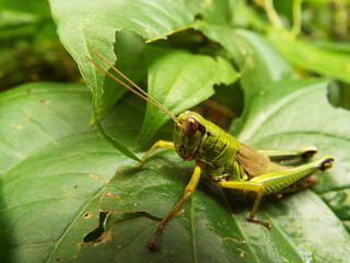 フキバッタ grasshopper