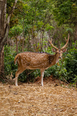 A Male Spotted Deer in the forest looking at the camera