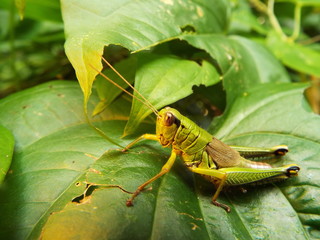 フキバッタ grasshopper