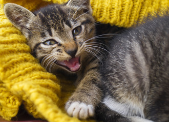 The striped kitten is wrapped in a yellow knitted scarf.