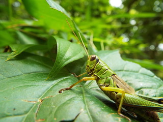 フキバッタ grasshopper