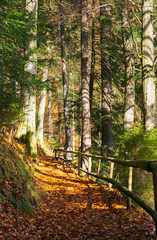 forest path covered in weathered foliage. wooden fence along the edge. beautiful autumn scene in evening light
