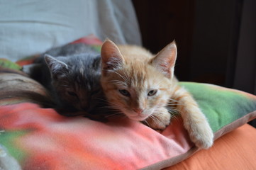 Sieste de chaton