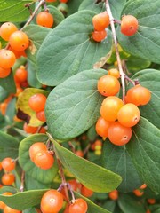 Orange yellow honeysuckle, ripe berries