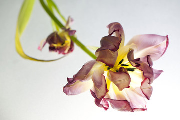 Tulipan susz