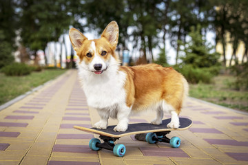 cute dog redhead  pembroke welsh corgi standing  a skateboard on the street for a summer walk in...