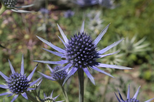 Blue-silver "Mediterranean Sea Holly" plant ( or Bourgat's Sea Holly) in St. Gallen, Switzerland. Its Latin name is Eryngium Bourgatii, native to Pyrenees and Morocco.