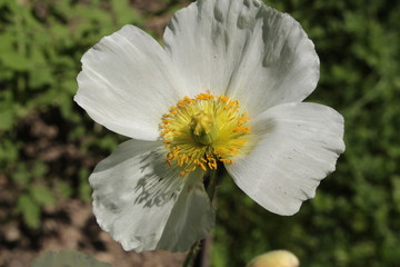 White and yellow "Perennial Poppy" flower in St. Gallen, Switzerland. Its Latin name is Papaver Anomalum, native to middle of China.
