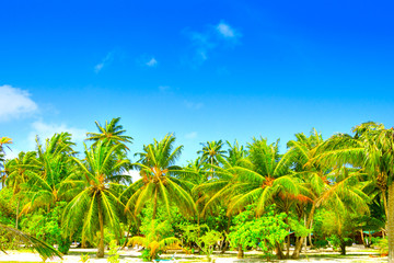 Obraz premium Dream beach with palm trees on white sand and turquoise ocean