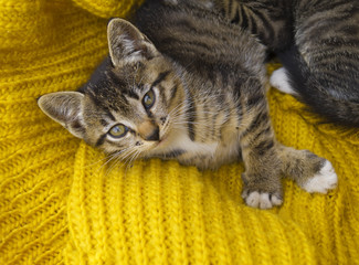 Naklejka na ściany i meble The striped kitten is wrapped in a yellow knitted scarf.