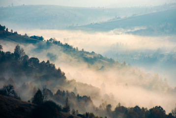 trees on hill side in morning fog. beautiful autumn background of mountainous area