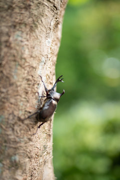 カブト虫
