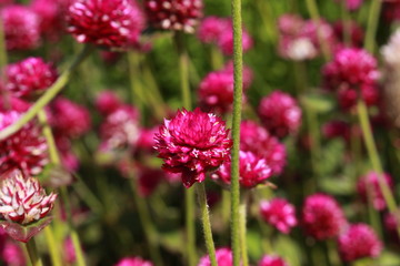 Purple "Globe Amaranth" flower (or Bachelor Button, Globe Flower, Kugelamarant) in St. Gallen, Switzerland. Its Latin name is Gomphrena Globosa, native to Brazil, Panama and Guatemala.