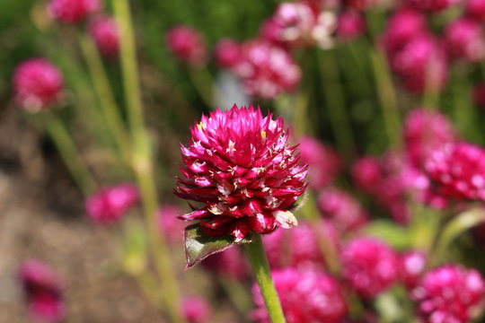 Purple "Globe Amaranth" flower (or Bachelor Button, Globe Flower, Kugelamarant) in St. Gallen, Switzerland. Its Latin name is Gomphrena Globosa, native to Brazil, Panama and Guatemala.