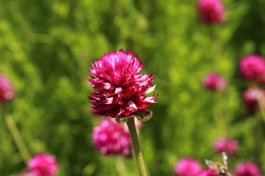 Purple "Globe Amaranth" flower (or Bachelor Button, Globe Flower, Kugelamarant) in St. Gallen, Switzerland. Its Latin name is Gomphrena Globosa, native to Brazil, Panama and Guatemala.