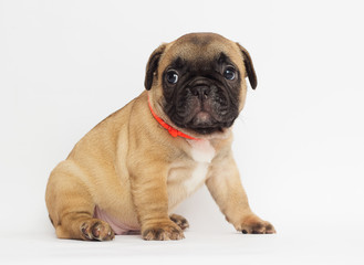 small red-haired puppy of a French bulldog looking at a white background