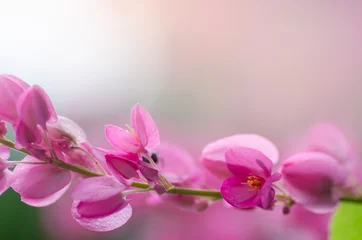 Foto op Canvas Soft focus of wild flowers pink beautiful, used as a background picture. © Stock_ko