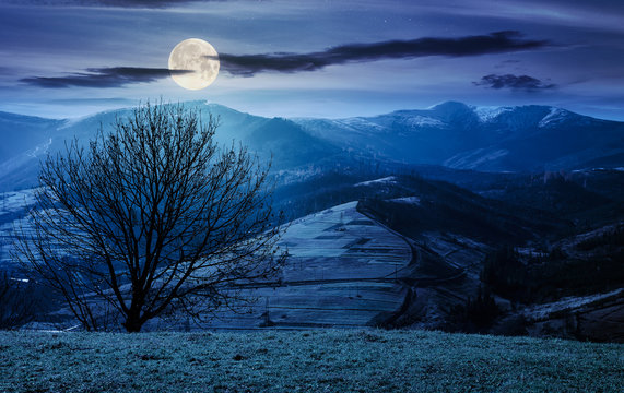 naked tree on the grassy hill at night in full moon light. mountain ridge with snowy tops in the distance. fine autumn weather