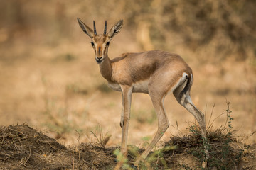 A chinkara from indian forest