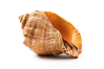 Sea shell, isolated on white background