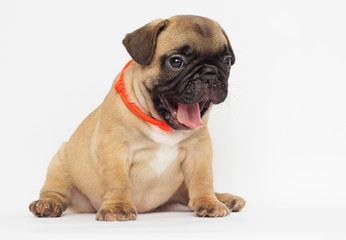 small  puppy of a French bulldog looking at a white background