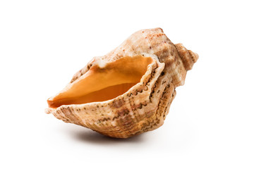 Sea shell, isolated on white background