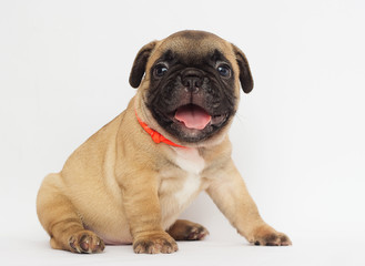 small red-haired puppy of a French bulldog looking at a white background