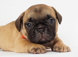 small  puppy of a French bulldog looking at a white background