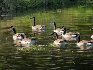 Kanadagänse auf der Niers bei Grefrath Oedt
