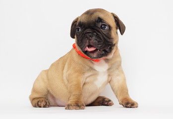 small  puppy of a French bulldog looking at a white background