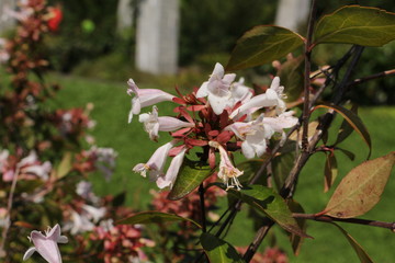 Hybrid "Glossy Abelia" flowers in St. Gallen, Switzerland. Its Latin name is Abelia x Grandiflora (Syn A. Rupestris), hybrid of A. Chinensis and A. Uniflora.