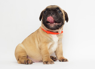 small red-haired puppy of a French bulldog looking at a white background