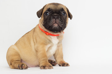 Obraz premium small red-haired puppy of a French bulldog looking at a white background