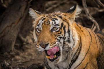 Fototapeta na wymiar A tigress with expression on face resting after having sambar deer kill at ranthambore national park
