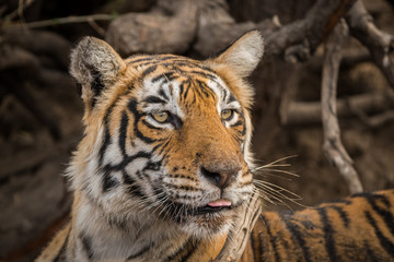 A tigress with angry face resting after having sambar deer kill at ranthambore national park, rajasthan, india