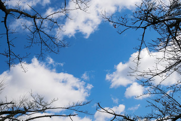 Dry branches with blue skies as the background.
