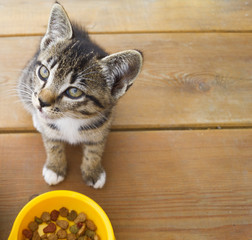 A small striped kitten eats cat food from a yellow bowl. Plastic plate.