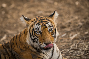 Fototapeta na wymiar A tigress face closeup resting after having sambar deer kill at ranthambore national park