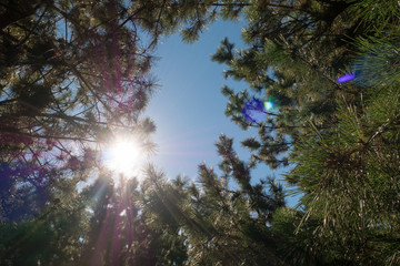 Fototapeta premium Pine leaves with blue sky floor background.