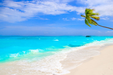 Naklejka na ściany i meble Dream beach with palm tree on white sand and turquoise ocean